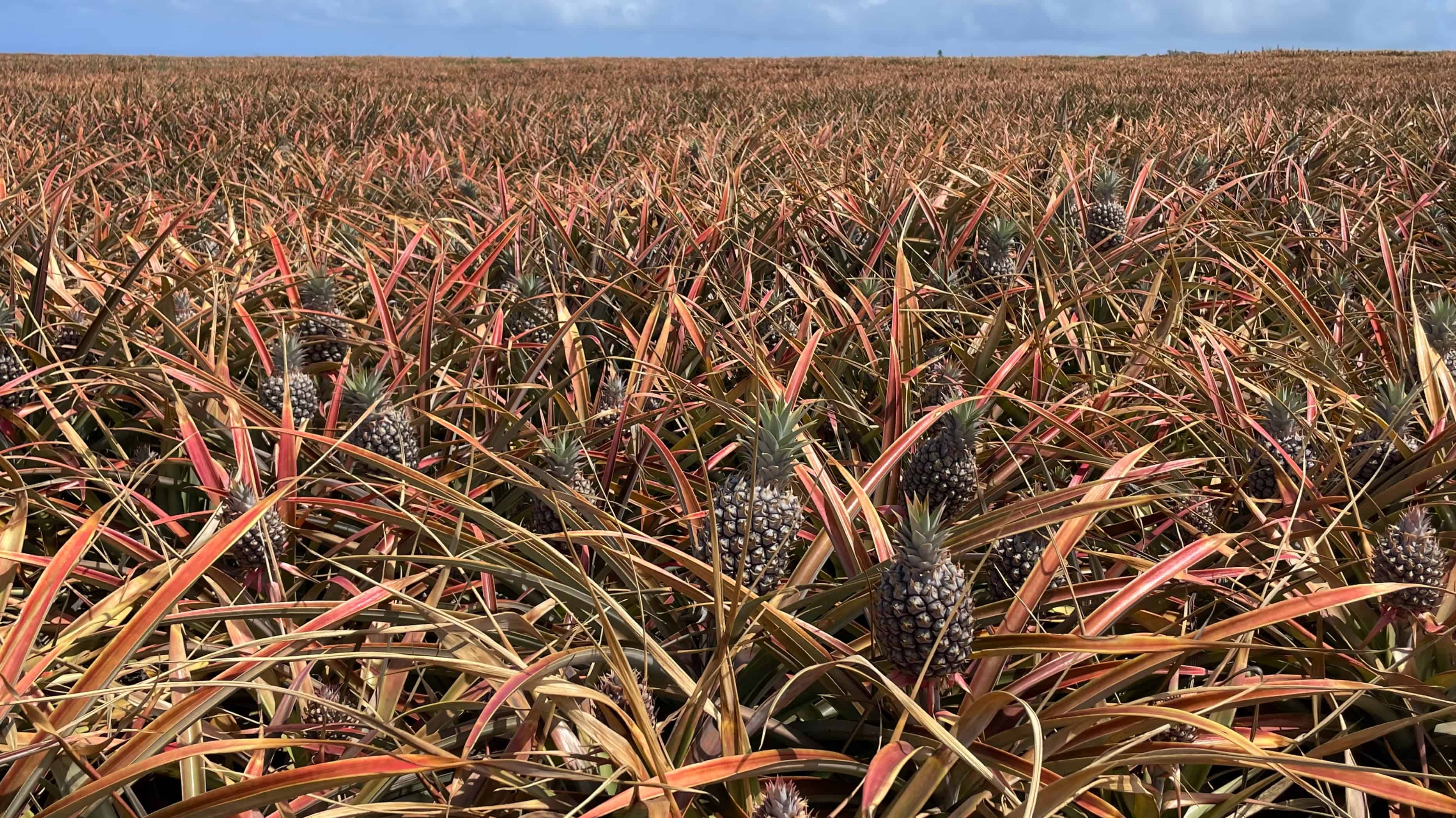 Pineapple field in Maui